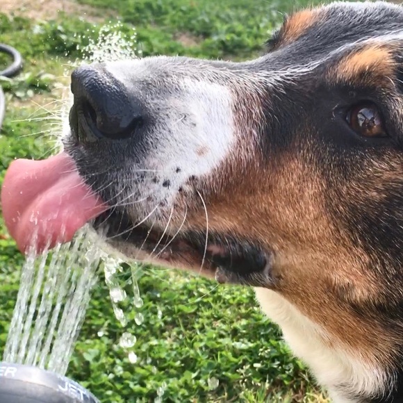 Hello + Welcome to my Little Homestead 👋 - Picture 8 of 16